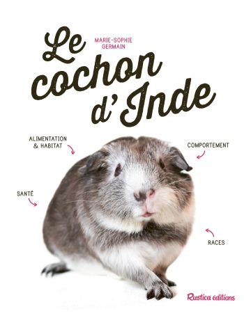 Le cochon d'Inde